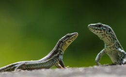 Yeni yapılan araştırma korkutuyor: Plastiğe maruz kalıyorlar