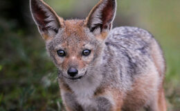 Vücut Tipine Göre Doğru Mayo/Bikini Seçimi
